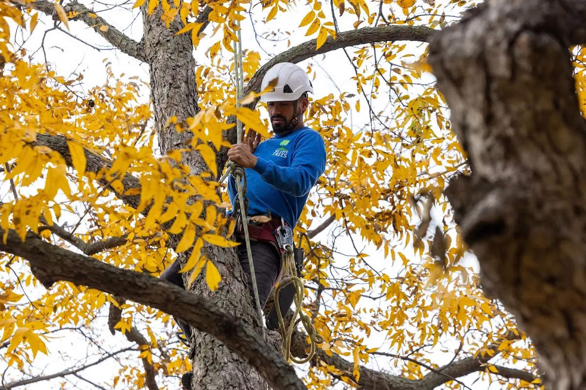 Skilled Tree Trimming crew working in Letts